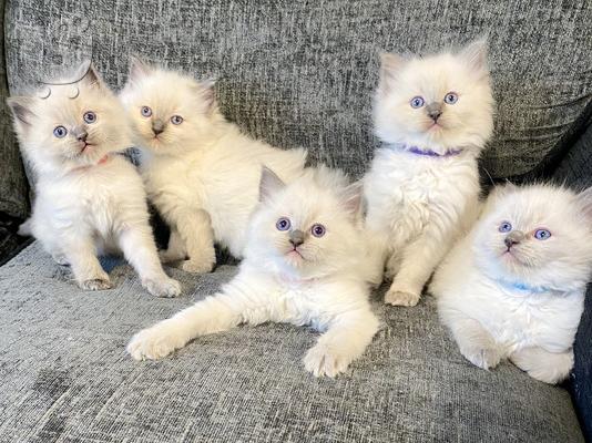 PoulaTo: Snow White Ragdoll Kittens
