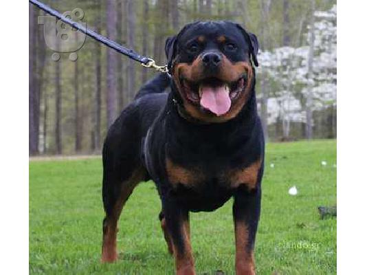 ROTTWAILER Ροτβάιλερ