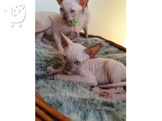 PoulaTo: Purebreed Sphynx kittens