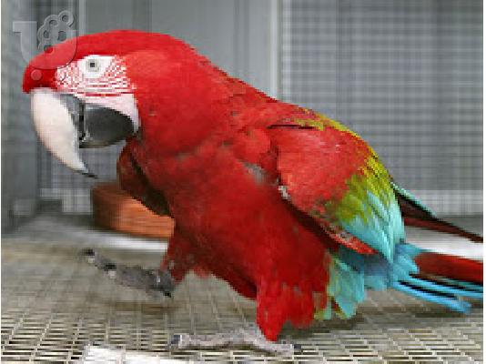 PoulaTo: Scarlet μακώ παπαγάλος για € 140