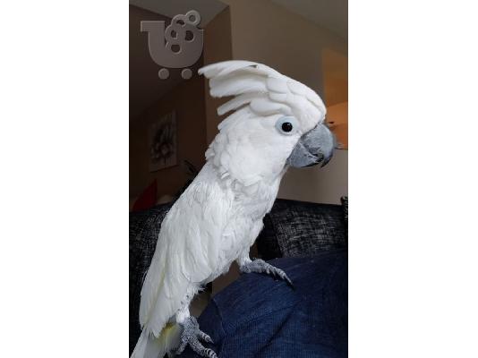 PoulaTo: Lesser Sulpher Crested Cockatoo,