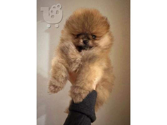 Pomeranian BOO αρκουδάκια