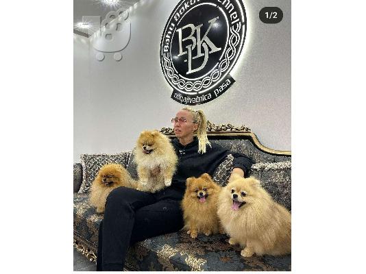 PoulaTo: Pomeranian Spitz κουτάβια