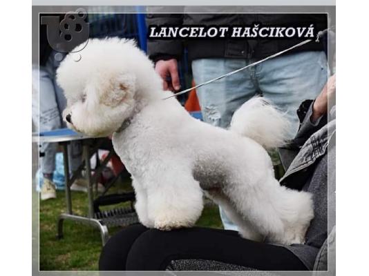 Πωλείται κουτάβι Bichon Frise
