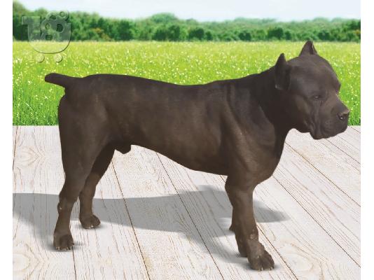 PoulaTo: Cane Corso