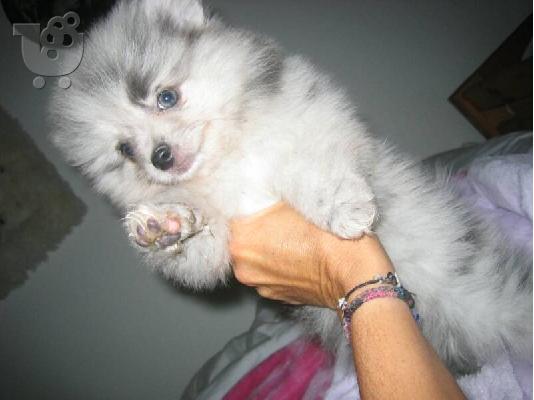 PoulaTo: Pomeranian Κέεσχοντ