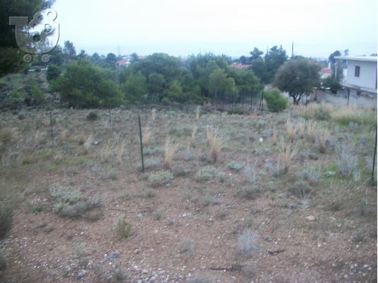 Άγιοι Θεόδωροι Κορινθίας πωλούνται οικόπεδα