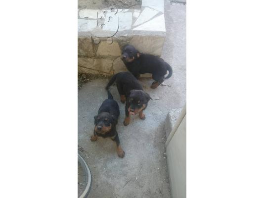 Διαθέσιμα κουτάβια αμερικάνικα Ροτβαιλερ