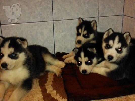 HUSKY καθαροαιμα 6979314054 ΚΡΗΤΗ-ΑΘΗΝΑ-ΘΕΣΣ/ΝΙΚΗ