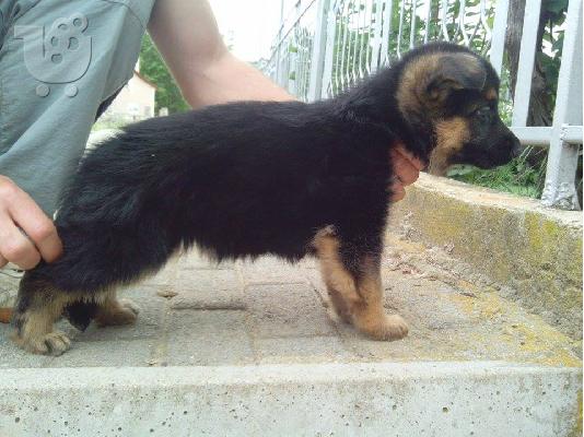 German Shepherd καθαροαιμα και υιγιεστατα κουταβια στις καλυτερες τιμες 6979314054...