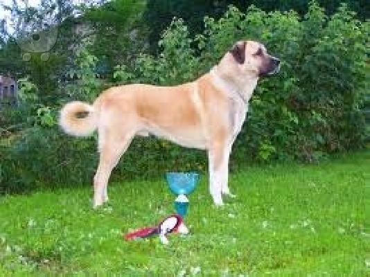 PoulaTo: kangal