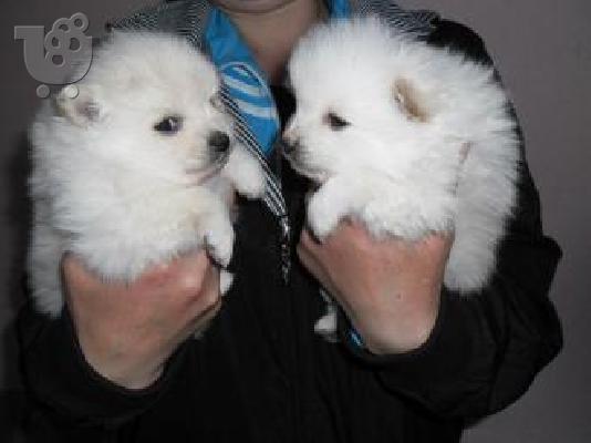 PoulaTo: pomeranian