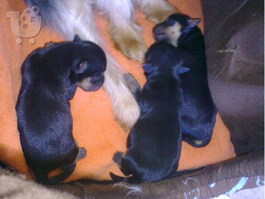 PoulaTo: 3 yorkshire terrie Τεριέ Γιορκσάιρ