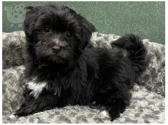 PoulaTo: Havanese
