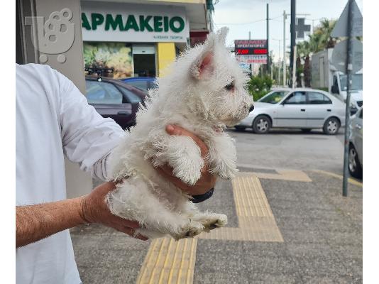 Διακόσμηση Έπιπλα Εξωτερικού χώρου Τρίπολη Διακόσμηση Έπιπλα κήπου Τρίπολη Διακόσμηση Έπιπ...