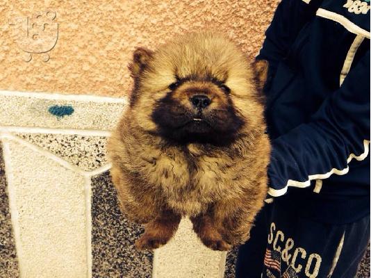 CHOW CHOW