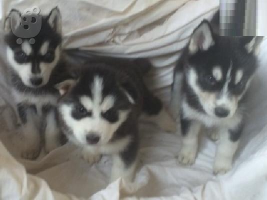 PoulaTo: Siberian Husky κουτάβια