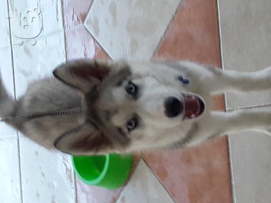 PoulaTo: Dinetai xaski 4minwn me vivliario kai ola ta emvolia tou