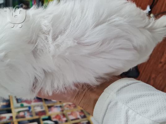 Maltese mini