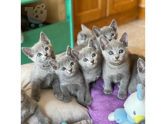 PoulaTo: Εγγεγραμμένα Russian Blue Kittens