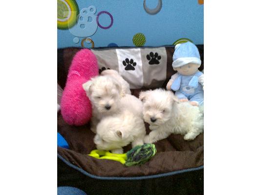PoulaTo: West highland terrier