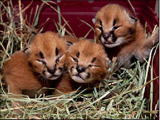 PoulaTo: Gorgeous Caracal γατάκια και κουτάβια Cheetah διαθέσιμα προς πώληση