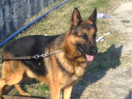 PoulaTo: German Shepherd