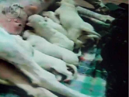 Ντόγκο Αρτζεντίνο - Dogo Argentino — Νέα Φιλαδέλφεια
