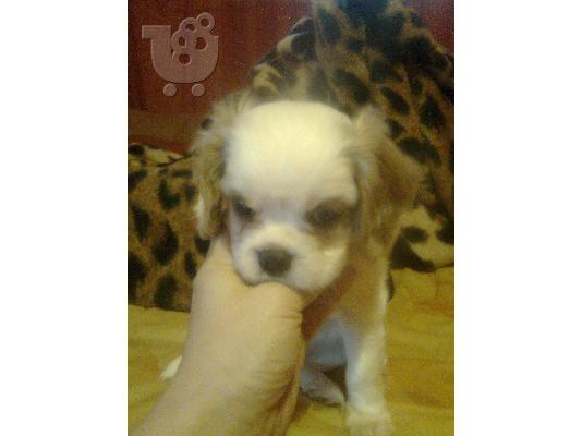 king charles cavalier