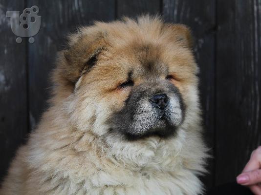 Chow-Chow κουτάβια