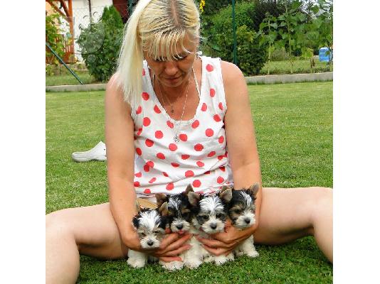 2 χαριτωμένο biewer yorkshire Terrier (αρσενικό και θηλυκό)