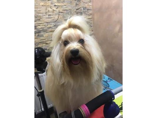 Κουτάβια Havanese bichon