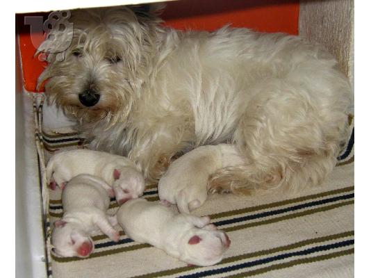 ΚΑΘΑΡΟΑΙΜΑ ΚΟΥΤΑΒΙΑ WESTIE