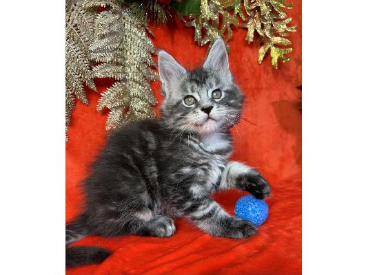 PoulaTo: Giant Cat Maine Coon Kittens