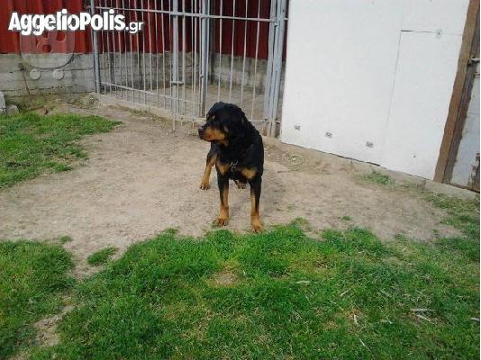 PoulaTo: πωλουνται ροτβαιλερ