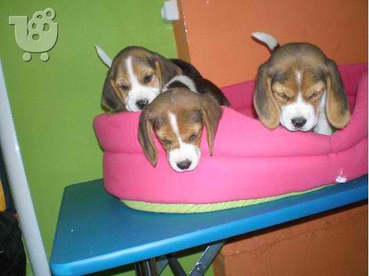 PoulaTo: BEAGLE Μπίγκλ