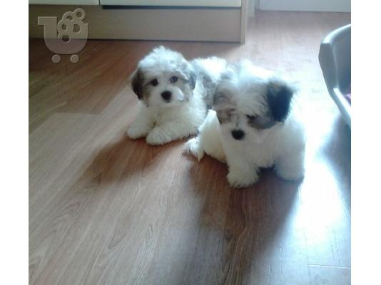 5 μικροσκοπικά Shih Tzu μωρά έτοιμο τώρα