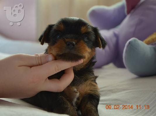Ελληνικό Εκτροφείο Yorkshire Terrier