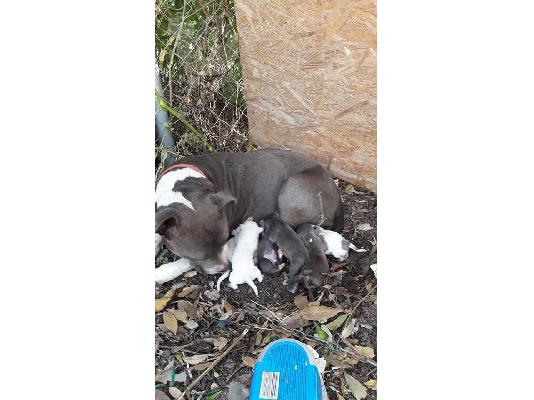 Πωλούνται κουτάβια Pitbull Blue nose