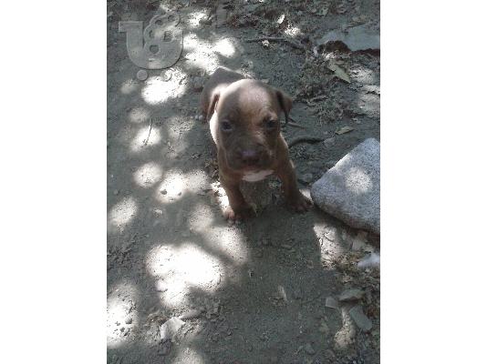 polounte pit boull