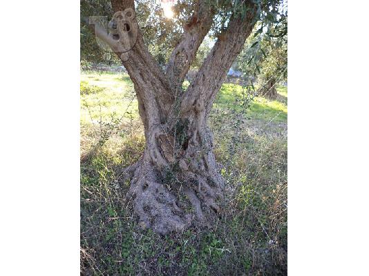 PoulaTo: πώληση ελαιόδεντρων