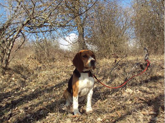 PoulaTo: Beagle