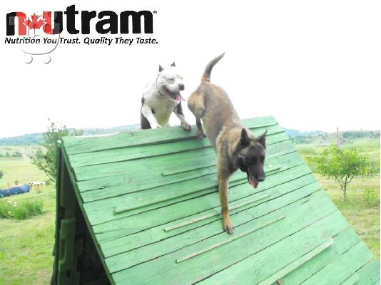 PoulaTo: K-9 Training dogs
