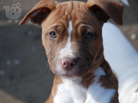 KINGSIZE PITBULLS Πίτμπουλ