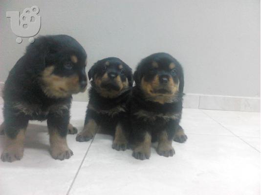 ΧΑΡΙΤΩΜΕΝΑ ΚΟΥΤΑΒΙΑ ROTTWEILER