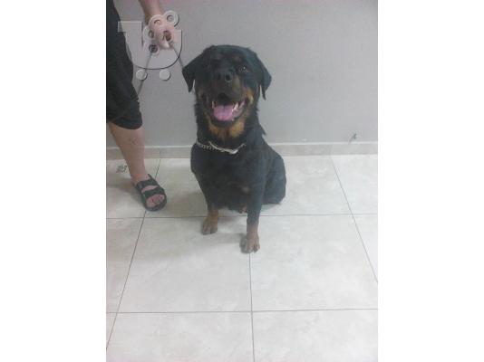 ΧΑΡΙΤΩΜΕΝΑ ΚΟΥΤΑΒΙΑ ROTTWEILER