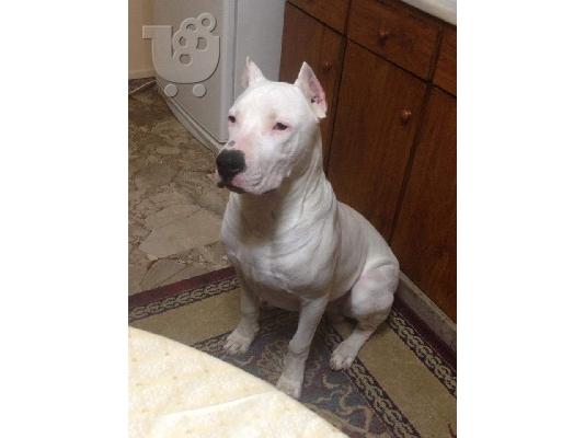 Dogo argentino