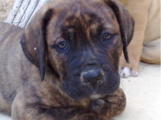 dogo canario