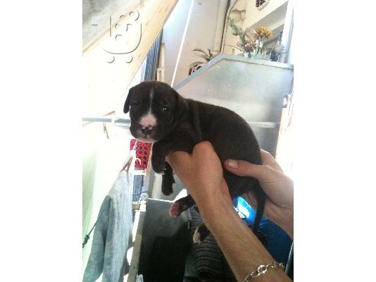 pitbull