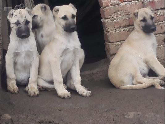 PoulaTo: Turski kangal